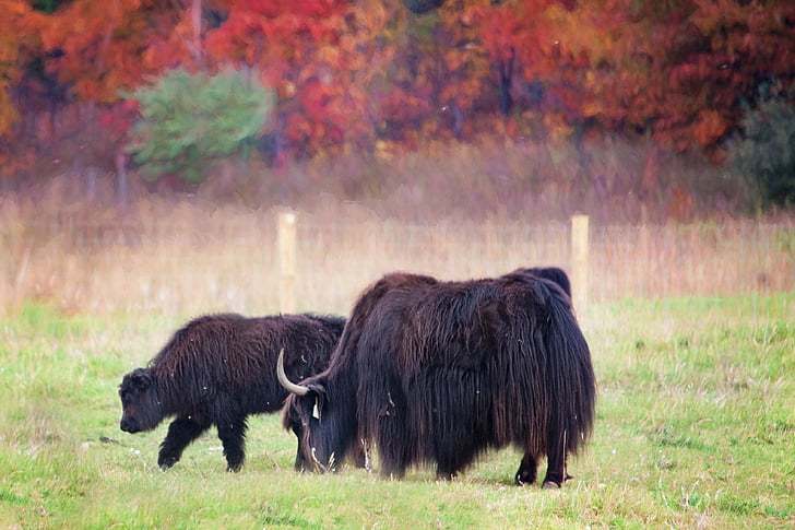 two brown yaks eating on grass field