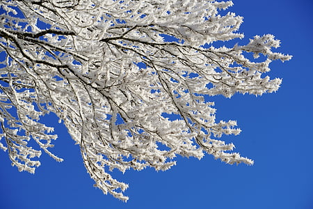 closeup photo of white tree