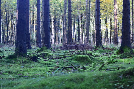 photo of green woods