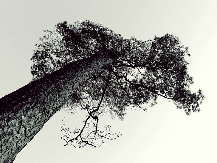 worm's eye gray scale photography of tree