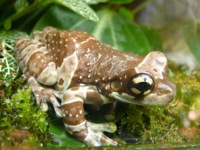 macro shot of brown and white frog