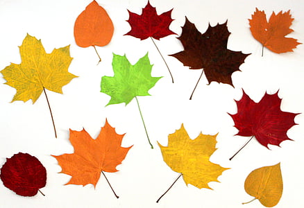 multicolored maple leafs