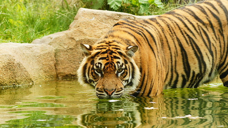 tiger standing on body of water near plants