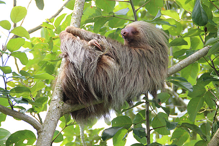 gray sloth on top of tree branch
