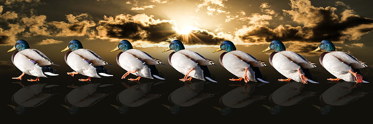 seven mallard ducks during daytime