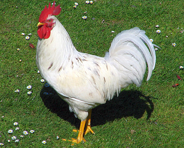 red and white chicken on green grass