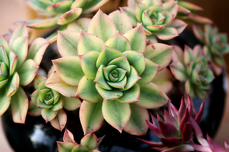 assorted-color succulent plant