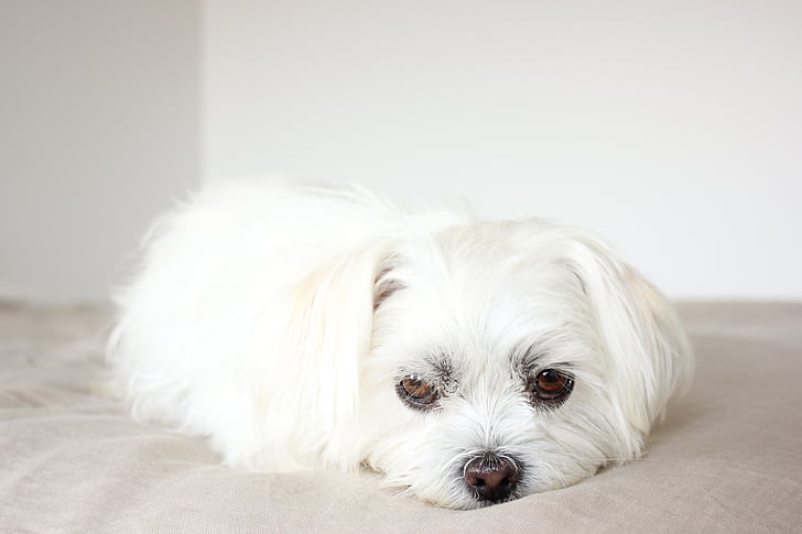 white Maltese puppy lying on mat