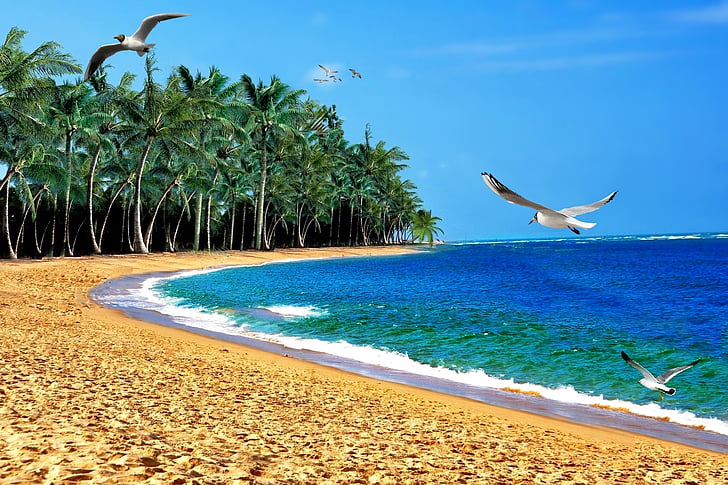 green coconut palm trees near blue sea