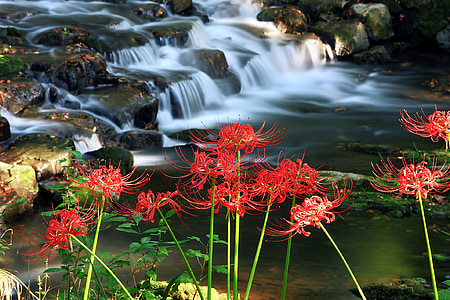 timelapse photography of red spider lily flower and body of water