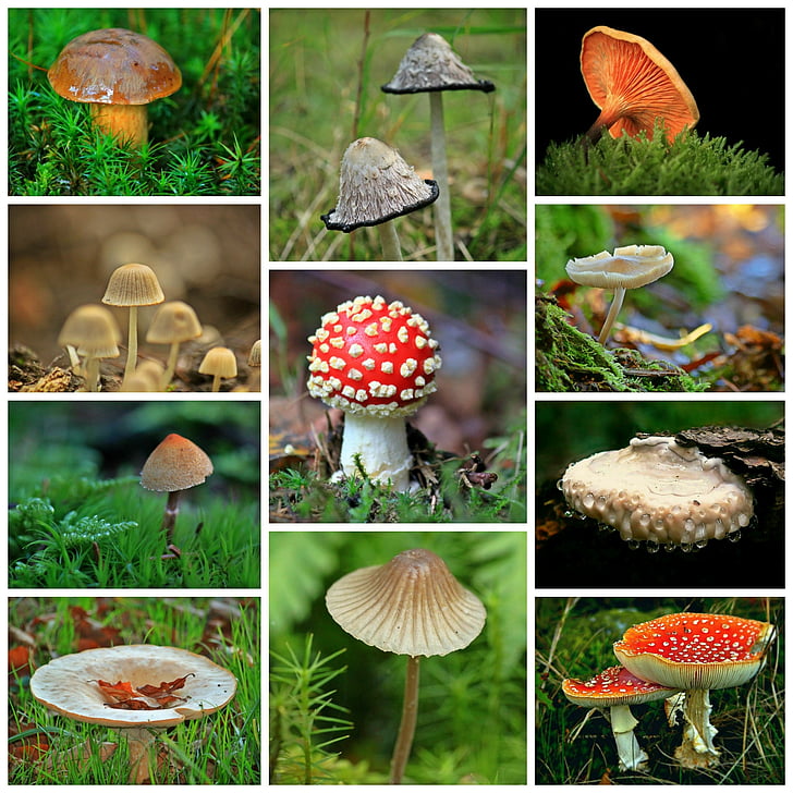 assorted-color mushroom lot collage