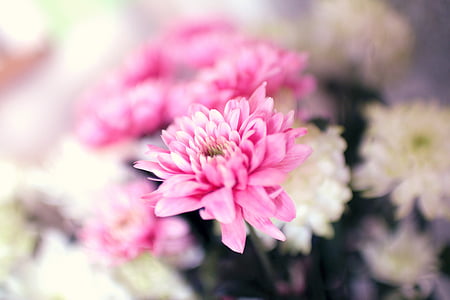 pink flowers beside white daisy