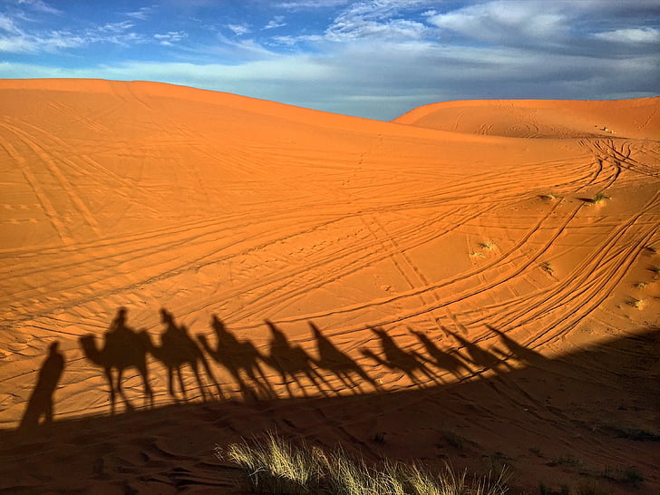 people riding on camels
