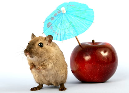 brown mouse beside red apple fruit in white background