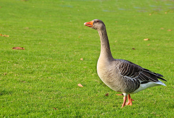 gray goose standing on grass
