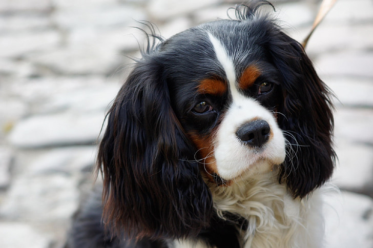 selective focus photography of King Charles Cavaliers Spaniel