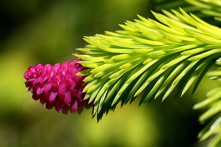 red pine flower closeup photography