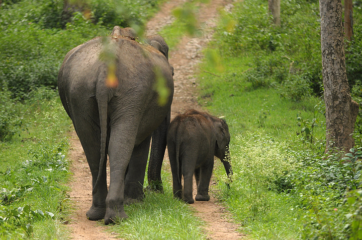 two elephants on dirt path