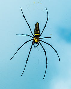 yellow and black argiope spider