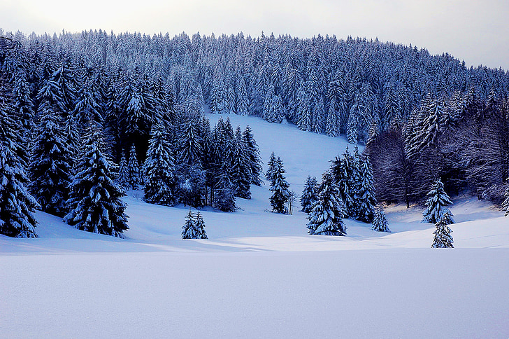 snow covered field and pine trees under white sky during daytime