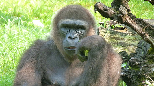 Gorilla putting hand on cheek