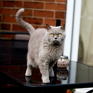 grey Persian cat on black wooden table