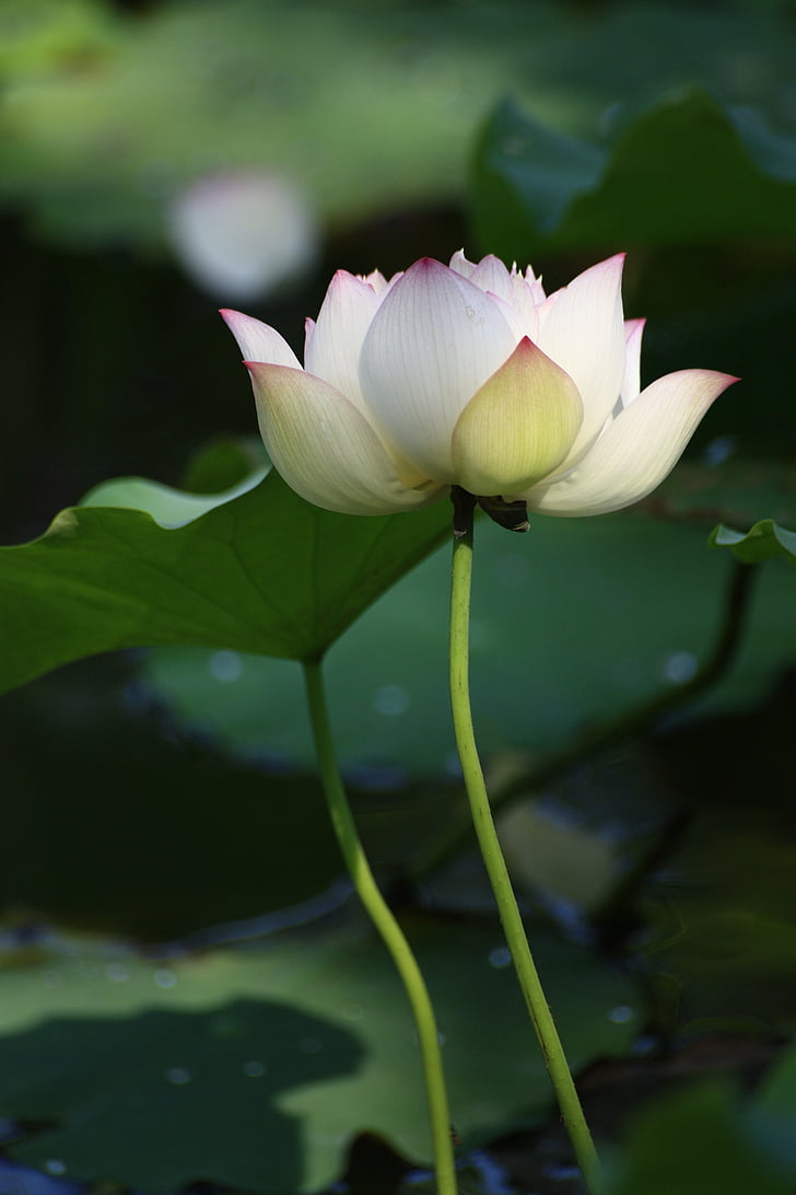 white-and-pink lotus