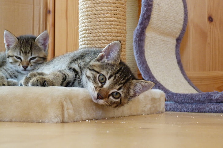 two silver tabby kittens