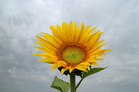 low angle photo of common sunflower