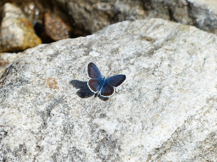 common blue butterfly on green stone
