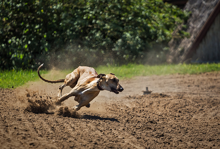 adult tan dog running on dirt pathway during daytime