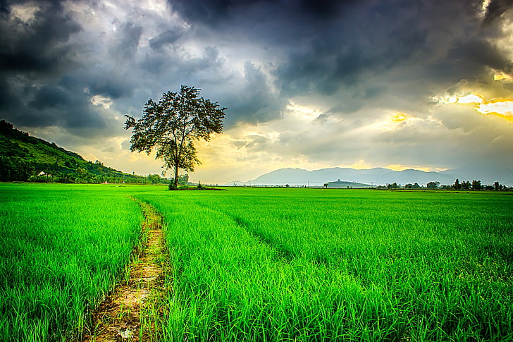 green leaf tree surrounded with green grass under gray clouds