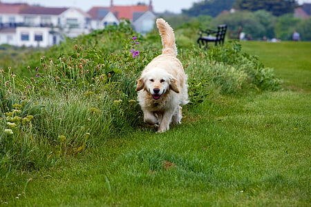 adult golden retriever running on lawn grass during daytime