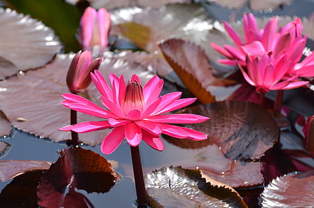 pink waterlily flowers near lily pod