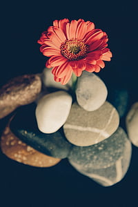 orange flower surrounded by stones