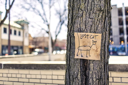 lost cat signage on tree trunk