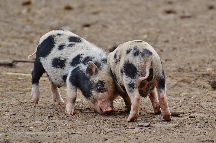 two pigs standing on ground