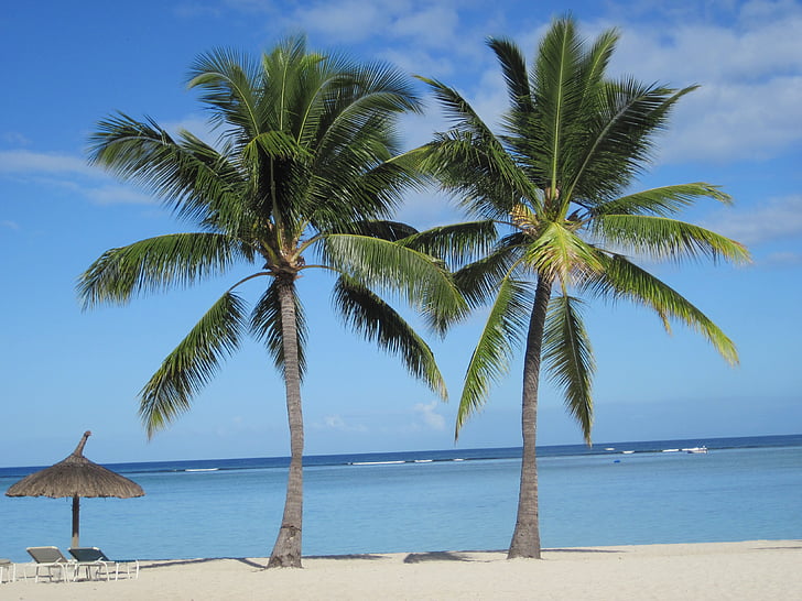 two palm trees on seashore near two sun loungers and clear body of water