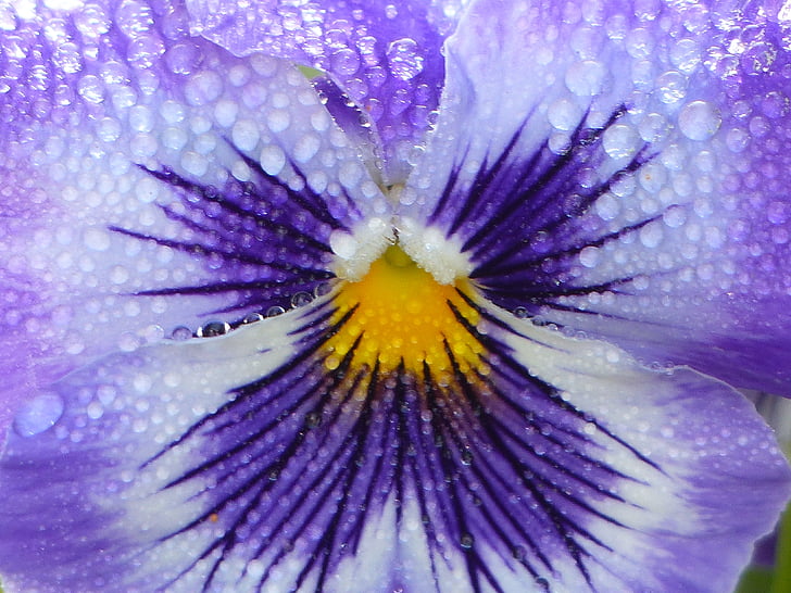 macro photography of purple pansy flower with water droplets