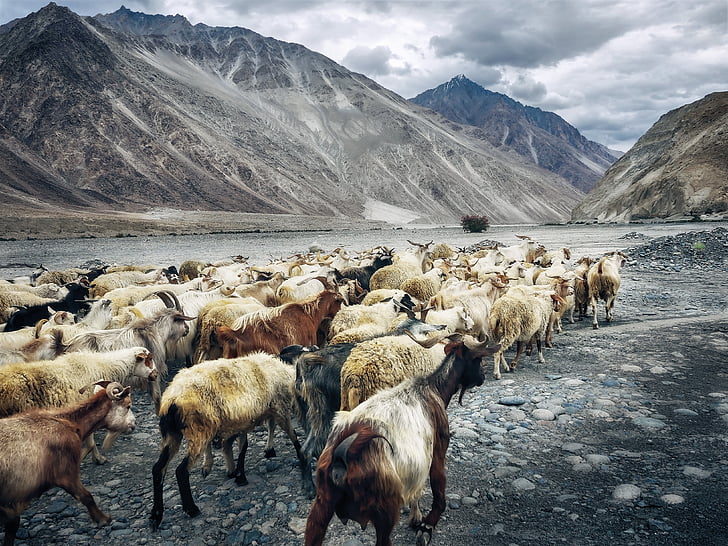 herd of goat walking near mountain at daytime