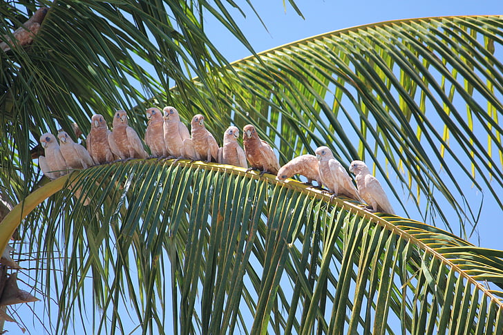 group of birds on coconut leaves