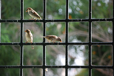 three brown-and-black birds perched on black mesh fence