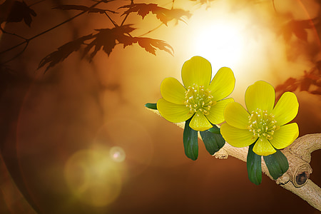 two yellow flowers under sunlight illustration
