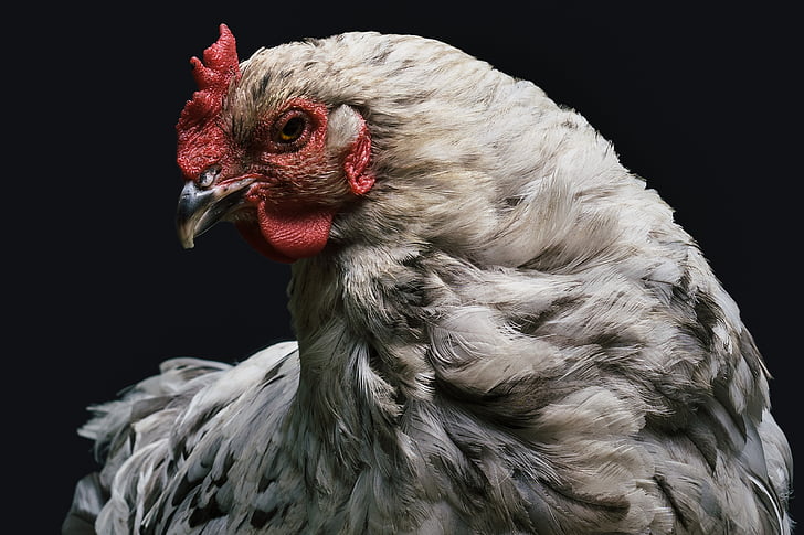 closeup photo of gray and white hen