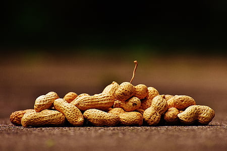 shallow focus photography of brown peanuts
