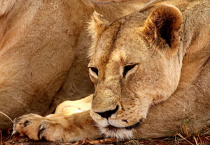 closeup photography of lioness lying on ground