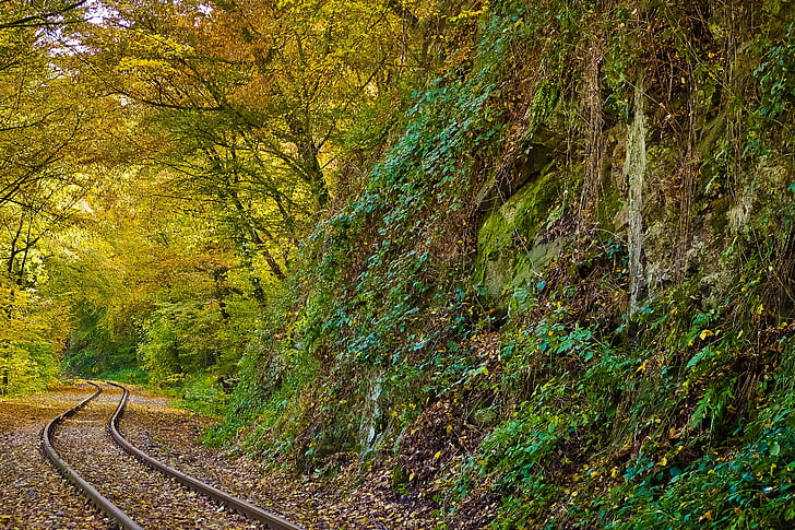 railway surrounded by trees