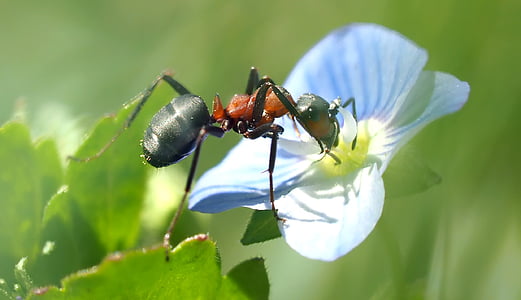 selective macro photography of black and red ant perched on white petaled flower
