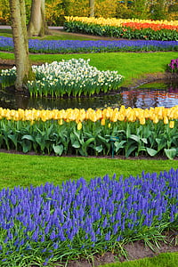 purple grape hyacinths near yellow tulips in front pond