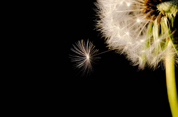 dandelion flower in micro photography
